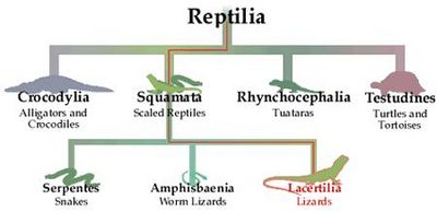 Snake Taxonomy - WikiVet English