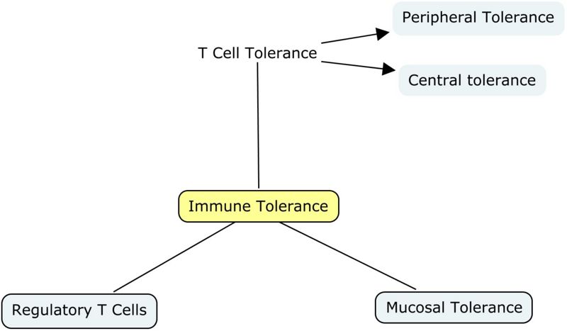 Immune Tolerance Mind-Map Jenny Sanders RVC2008