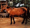 Bali Pony.jpg