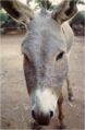 AHS 1 donkey.jpg
