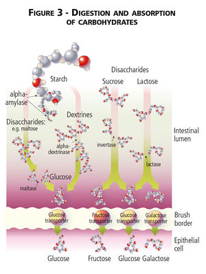 Carbohydrate digestibility.jpg