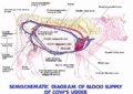 Mammary Gland blood supply schematic.GIF