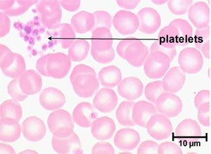 what causes platelet clumping in dogs