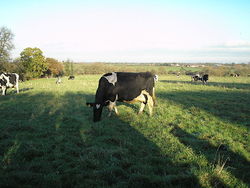 Friesian cow.JPG