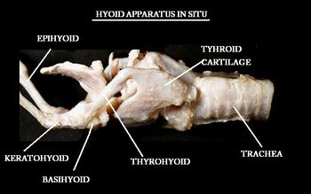 Hyoid Apparatus - Anatomy & Physiology - WikiVet English