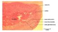 Histology of the Adrenal Glands..jpg