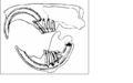 Rodent Dental System.jpg
