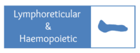 Lymphoreticular and Haemopoietic System