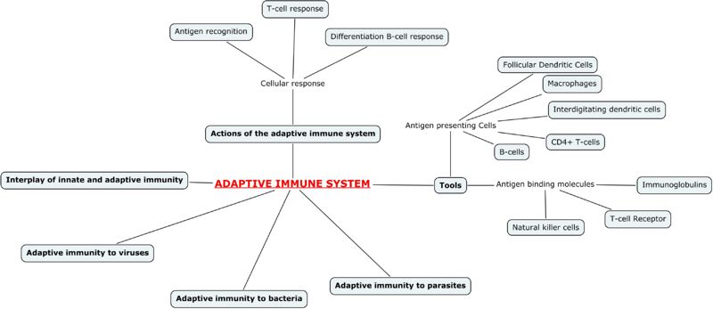 Adaptive immune System Mind-Map Jenny Sanders RVC2008