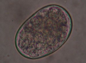 ancylostoma tubaeforme