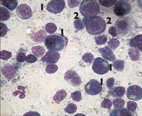 Cytology 08a.jpg (section).png