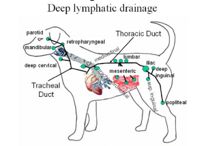 mediastinal lymph nodes in dogs