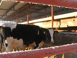 Holstein