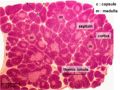 LH Thymus Histology 1.jpg