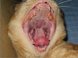 cat teeth anatomy