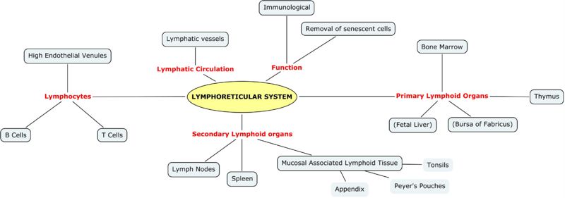 Lymphoreticular System Mind-Map Jenny Sanders RVC2008