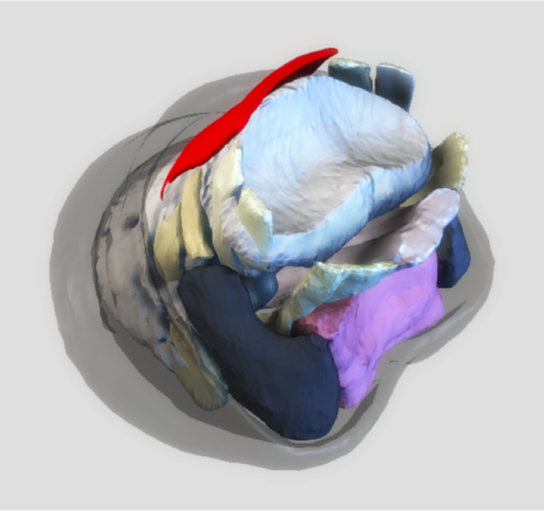 3D Visualisation of the Horses Foot