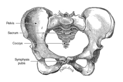 Pelvic Anatomy Dog - Ligaments Of The Female Reproductive Tract ...