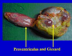 Proventriculus - Anatomy & Physiology - WikiVet English