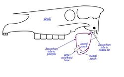 Guttural Pouches - Anatomy & Physiology - WikiVet English