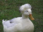 Crested duck.jpg