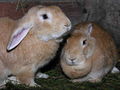 Rabbit ears.jpg