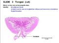 Tongue Histology Cat.jpg