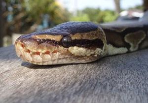 Snake - Skull, Sense Organs