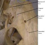 Cow Skull dorsal view.jpg